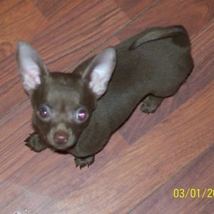 Meet your Posher, Mildred